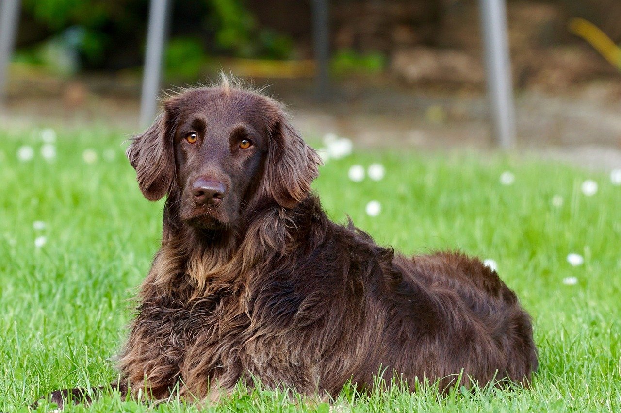 cagnolone si rilassa nell'erba