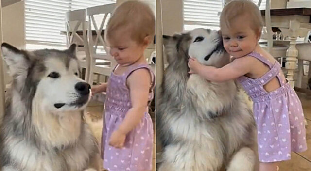 Bambina di 1 anno abbraccia il cagnolone, le tenere immagini scattate dalla mamma