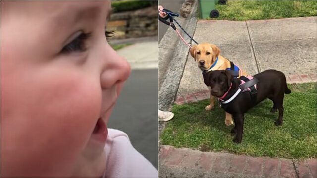 Bambina ride a crepapelle quando vede per la prima volta dei cani in strada (VIDEO)