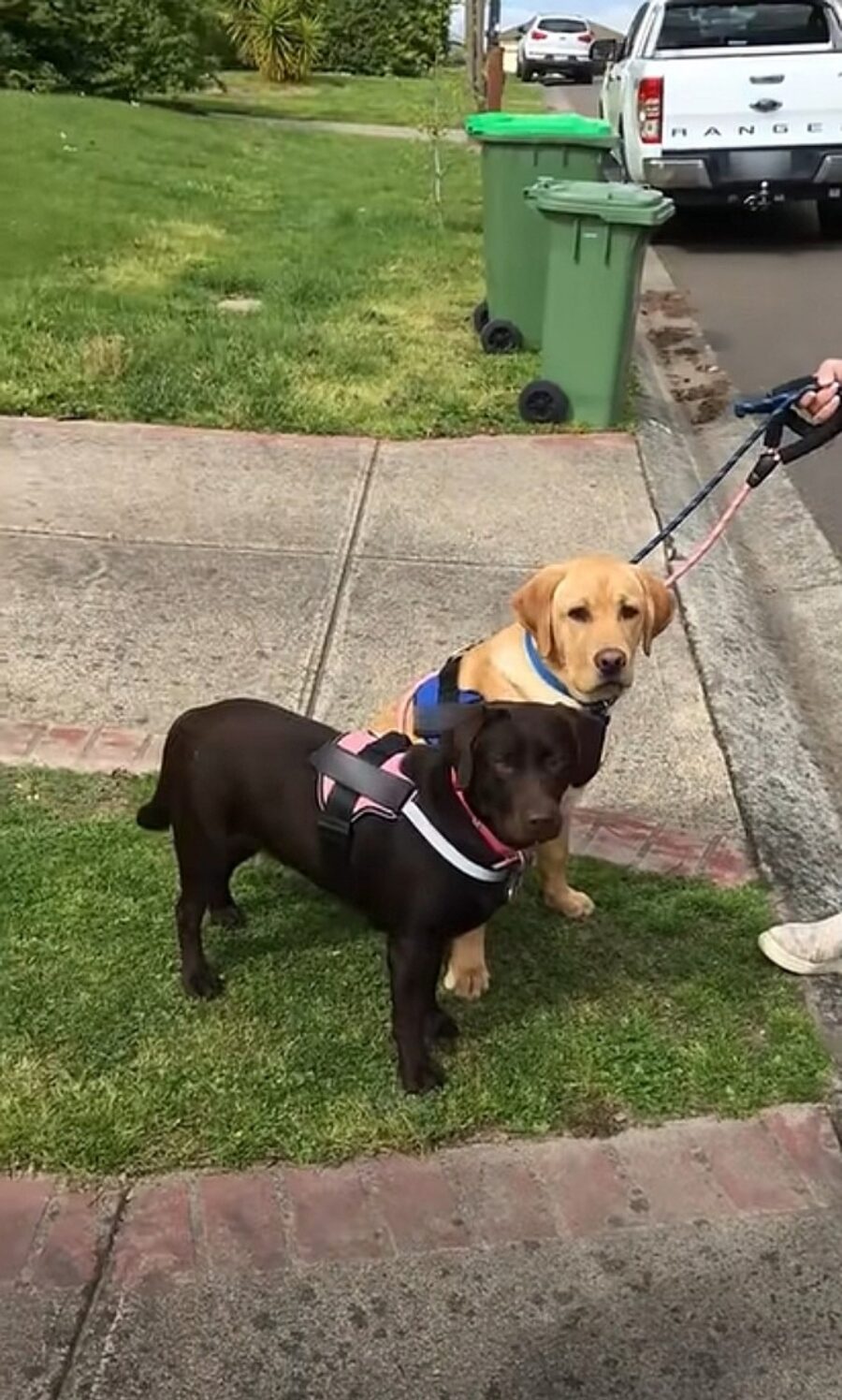 cane caramello e cioccolato