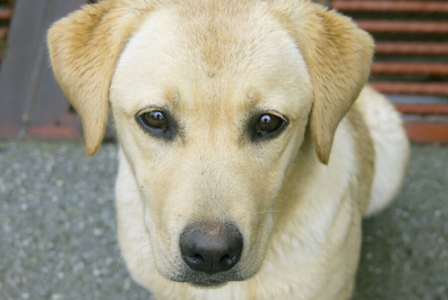 cagnolino cucciolo pochi mesi