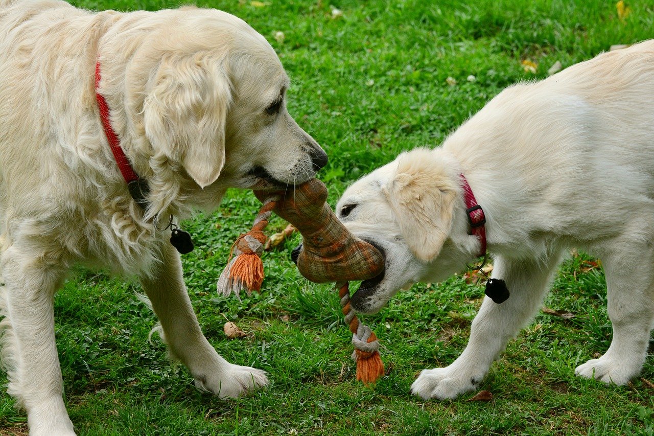 cani giocano con osso