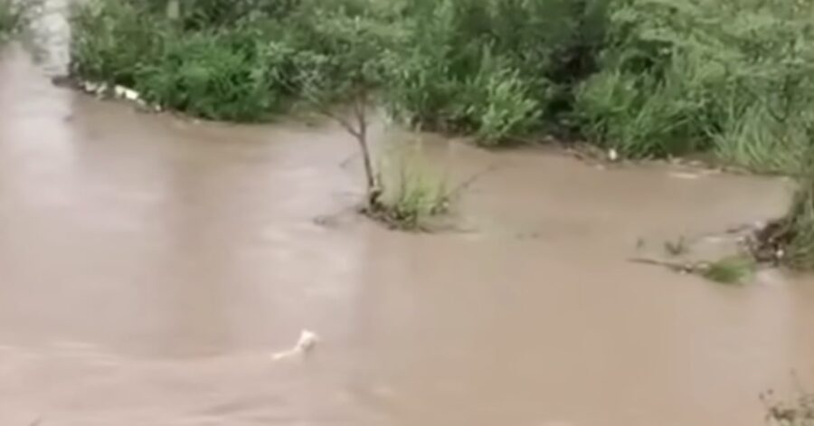 cane salva i suoi piccoli che stanno annegando