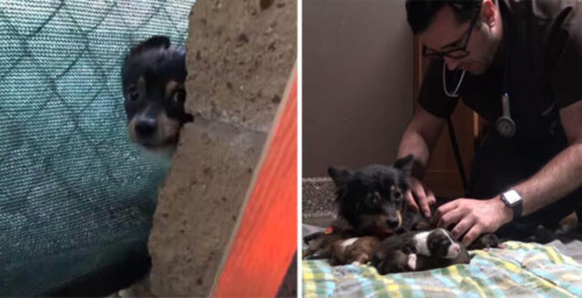 Cagnolina partorisce per strada e i bambini decidono di aiutare lei e i suoi cuccioli