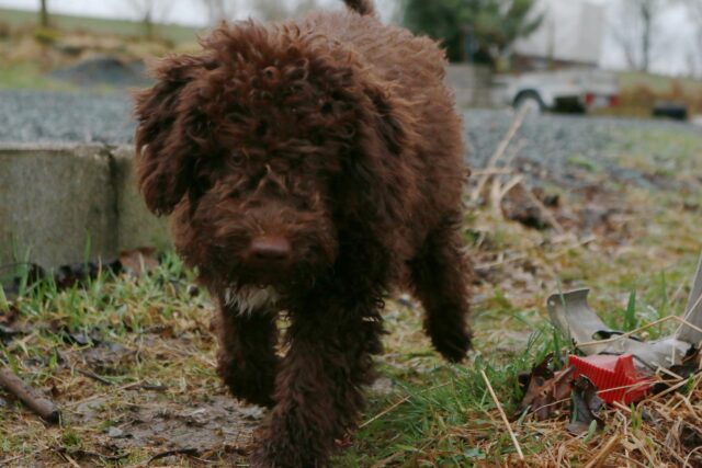 Un povero cagnolino abbandonato viene salvato da un volontario (VIDEO)