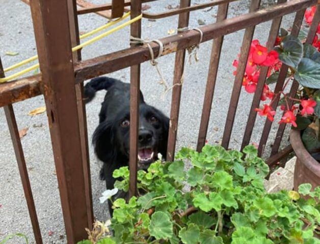 Cagnolino in difficoltà: cerchiamo qualcuno che possa aiutarlo