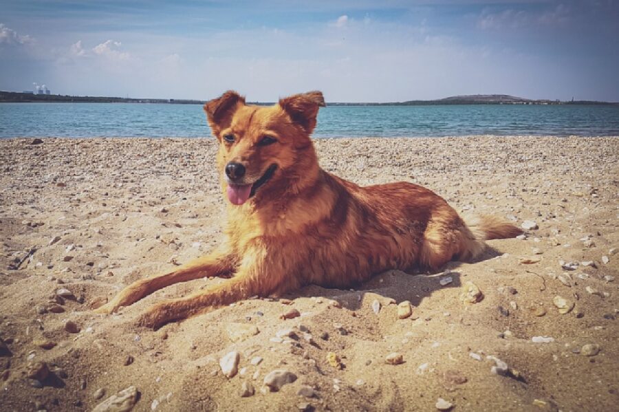cane spiaggia disteso sabbia