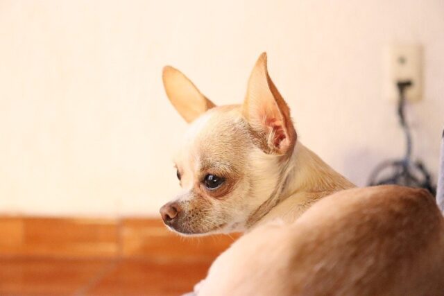 Cane accoltellato due volte all’addome: uomo arrestato per crudeltà