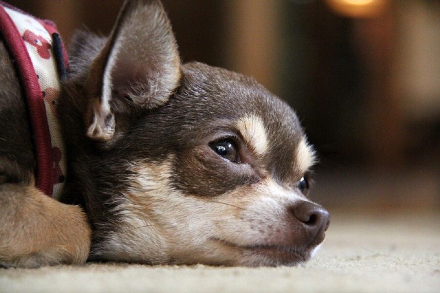 cane accoltellato due volte all'addome 