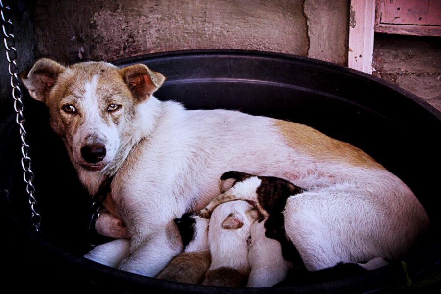 cane con i cuccioli