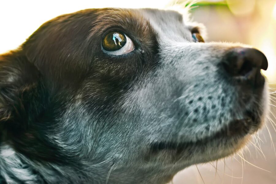 cane che guarda storto