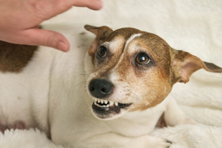 cane non si fa toccare