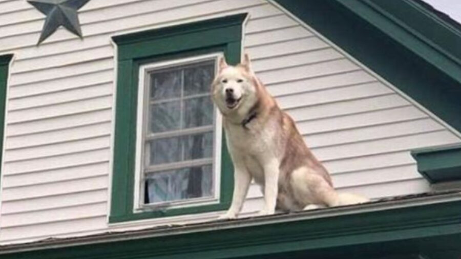 Il cane bacia il pompiere che gli ha salvato la vita dopo un momento di grande pericolo e spavento