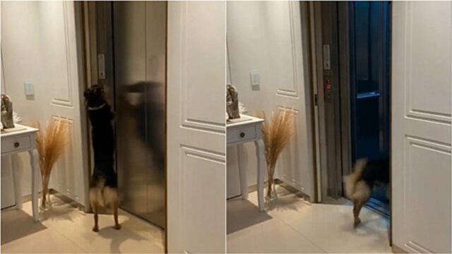 Cora: la cagnolina che ha imparato a chiamare l’ascensore per andare a giocare