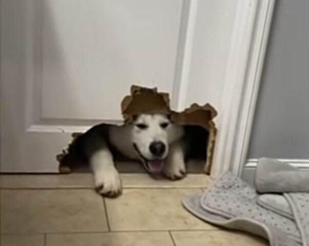 Il cane fa un buco nella porta del bagno per non separarsi mai dalla sua padrona (VIDEO)