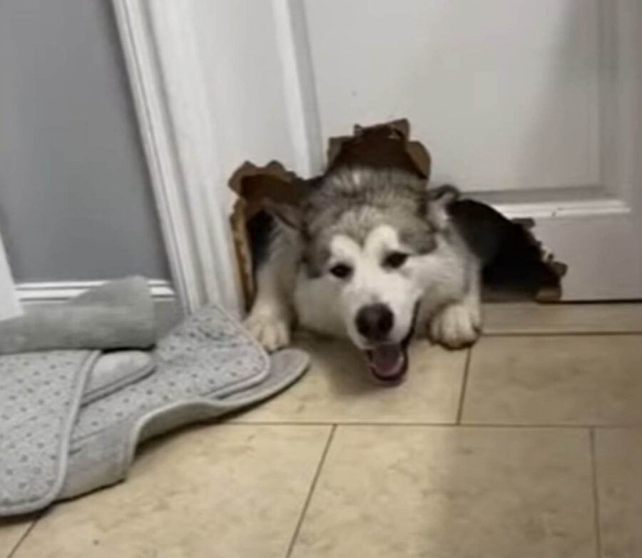 cane morde porta del bagno