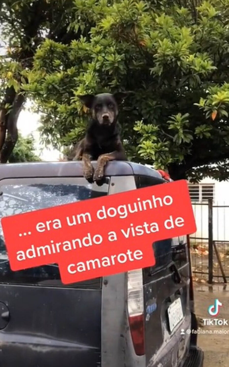 cane sopra macchina