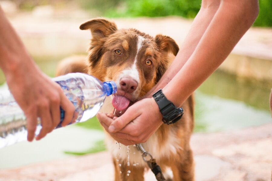 cane beve con aiuto di esseri umani