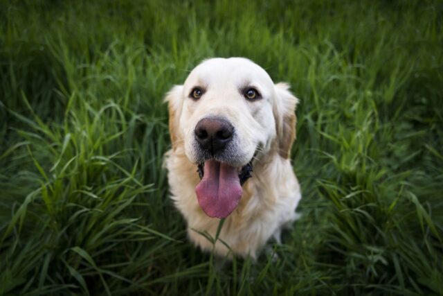 Il cane ha mangiato un bruco: è dannoso?