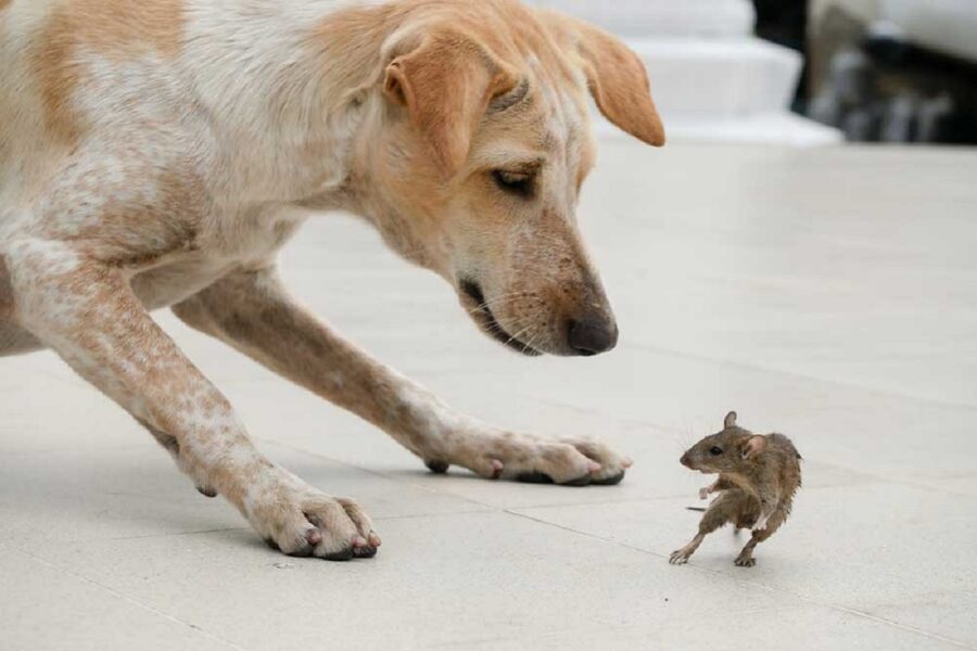 cane dà la caccia a un topo