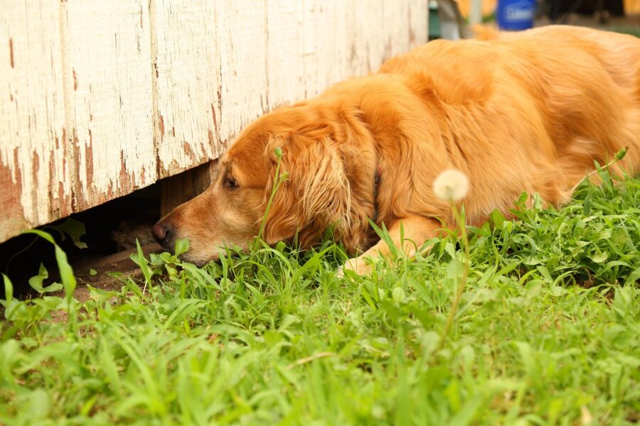 cane annusa sotto uno steccato