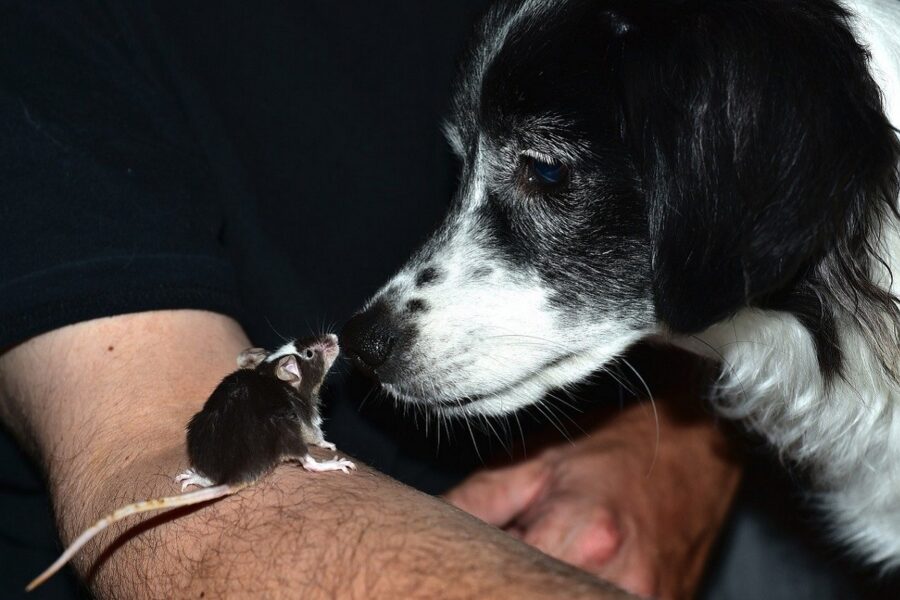 cane bianco e nero