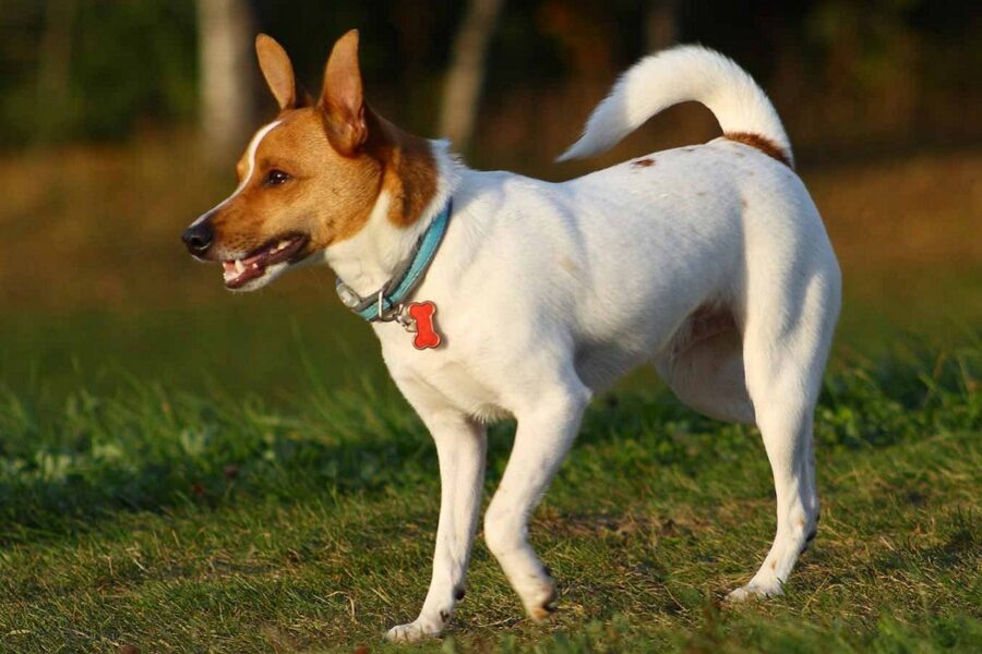 cane di razza rat terrier