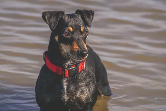 Un cane cade in acqua e rischia di affogare, ma la sua mamma umana accorre in suo soccorso e lo salva (VIDEO)