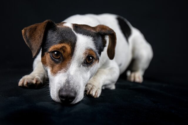 Il salvataggio di un Jack Russell rimasto intrappolato in un tubo di scolo (VIDEO)