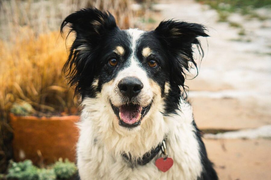 border collie