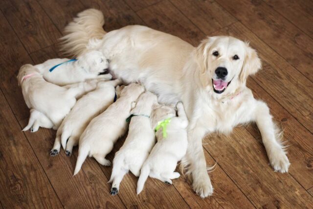 Perché il cane incinta perde fluidi?