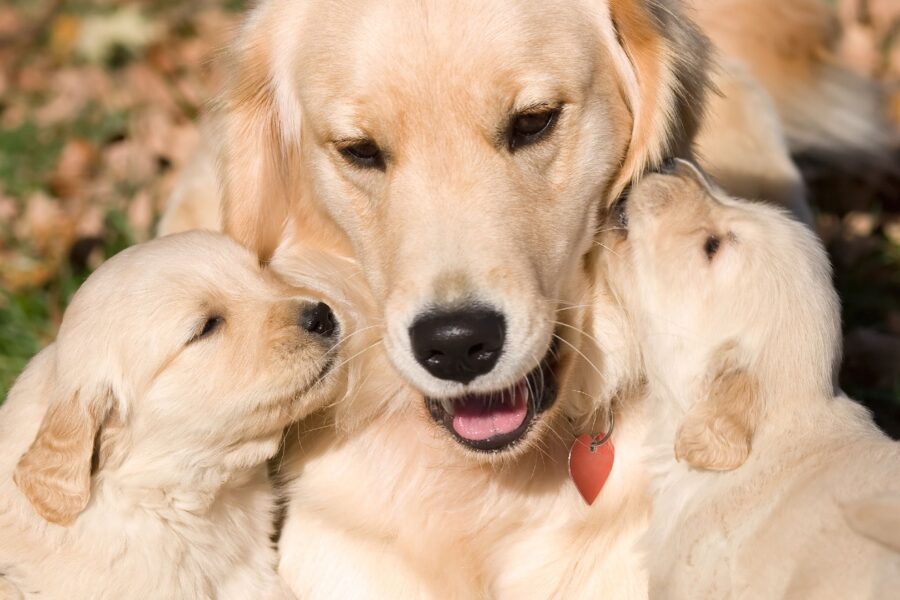 mamma cane e cuccioli