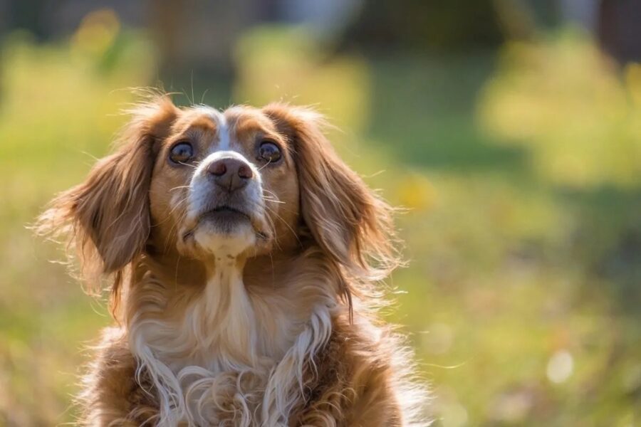 cagnolina a pelo lungo