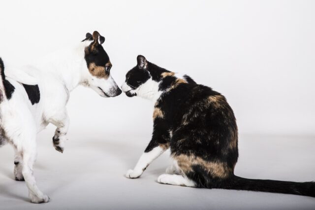 Il cane insegue il gatto? Ecco come farlo smettere