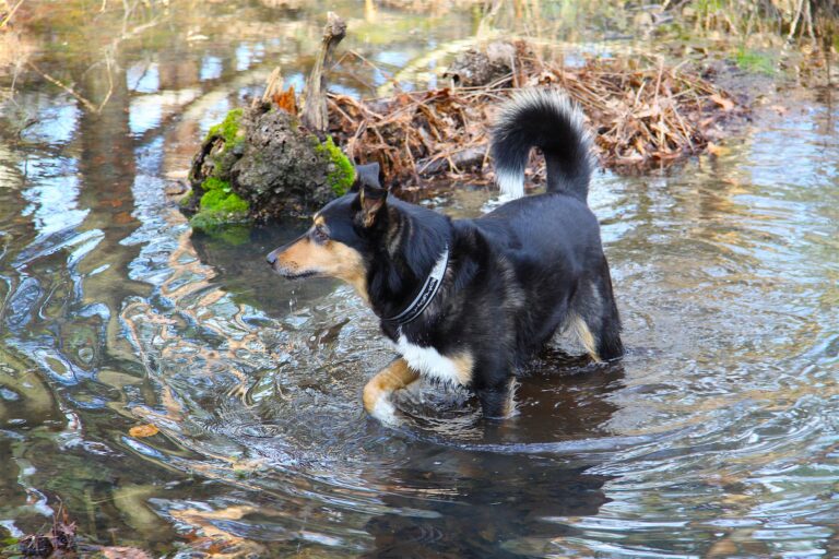 cane in un corso di acqua