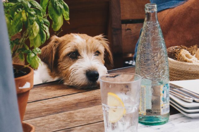 Il mio cane mangia solo una volta al giorno: è normale?