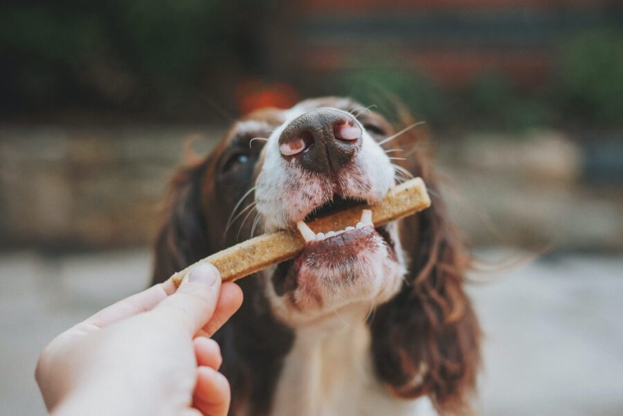 cane con bastoncino