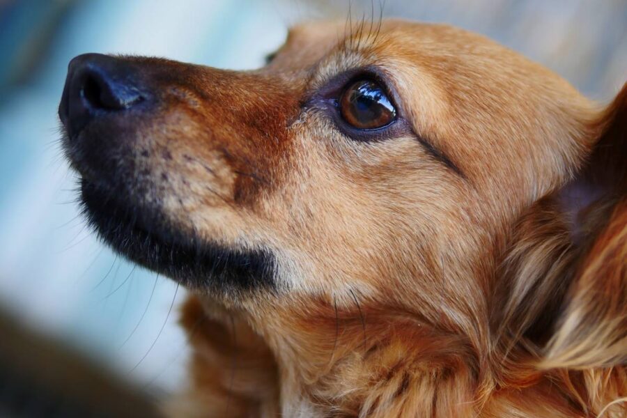 cane che guarda all'insù