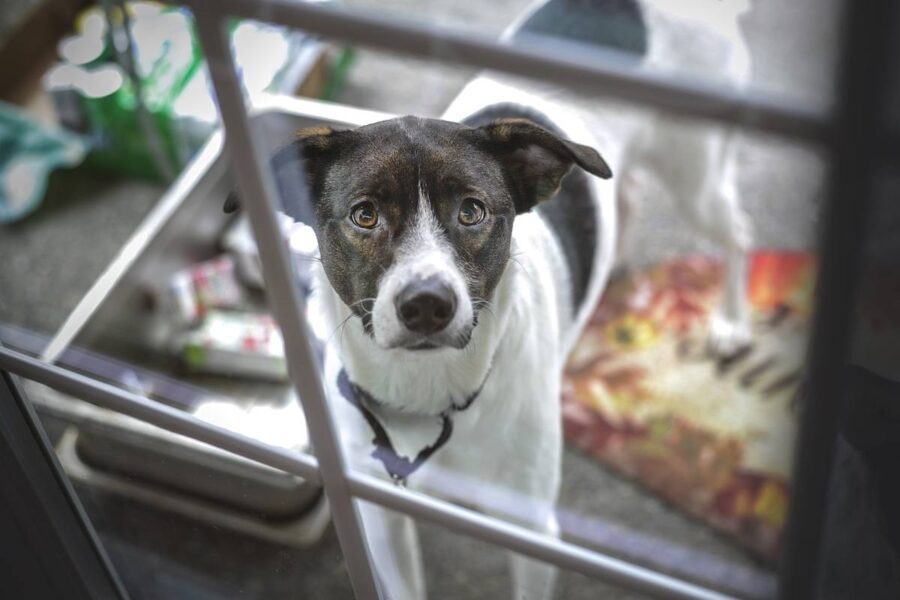 cane che vuole entrare in casa