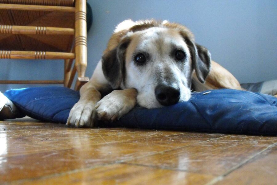 cane sul cuscino