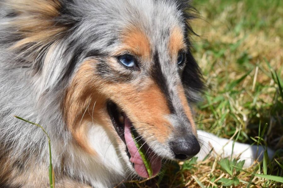 cane sul prato