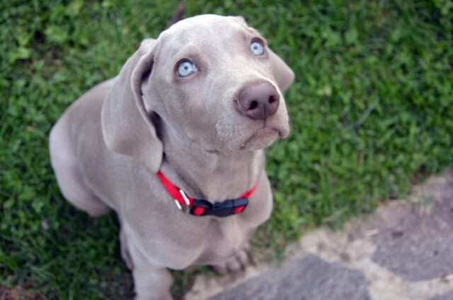 Il cane preferisce il cibo crudo?