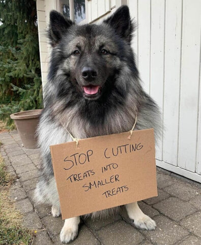 Cane protesta contro chi divide gli snack dando agli animali la parte più piccola