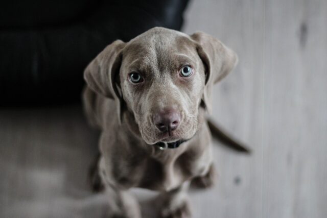 cane color grigio con occhi azzurri seduto