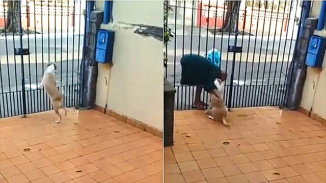 La cagnolina aspetta ansiosamente l’arrivo di un senzatetto che l’accarezza attraverso il cancello
