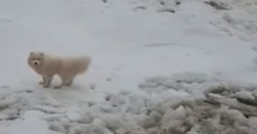 cane disperso nel Mar Glaciale Artico