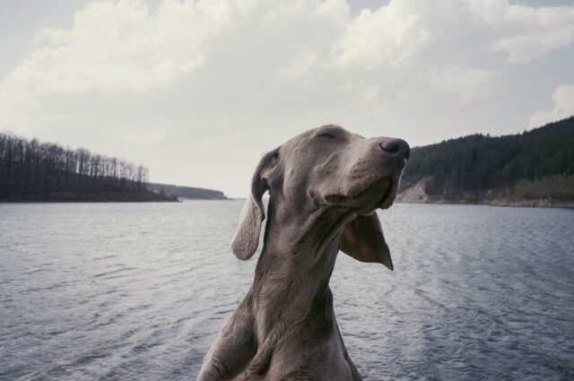 Un cane caduto in un lago ghiacciato viene salvato da un eroico giovane (VIDEO)