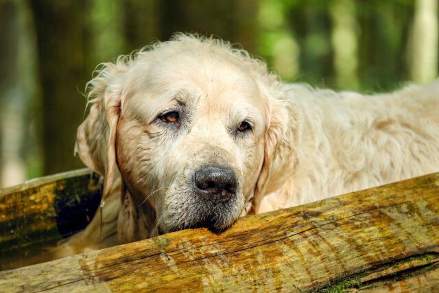 Stati Uniti: il salvataggio di un cane rimasto intrappolato in un incendio (VIDEO)