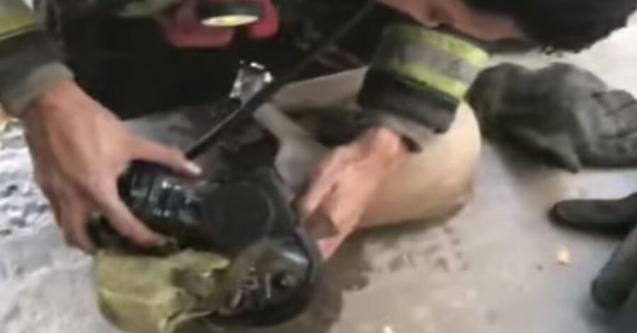 cane rianimato da un pompiere