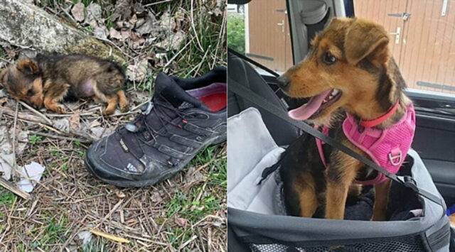 Com’è adesso il cucciolo di cane salvato dalla strada che viveva dentro una scarpa